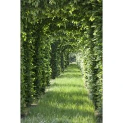 Rotbuche Grün Höhe Ca. 60 - 80 Cm Topf Ca. 3 L Fagus Sylvatica -Einhell Garten Geschaft 4374872 3358 4 1