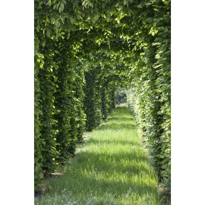 Rotbuche Set à 40 Stück Höhe Ca. 125 - 150 Cm Topf Ca. 5 L Fagus Sylvatica 6 Rotbuche Set à 40 Stück Höhe Ca. 125 - 150 Cm Topf Ca. 5 L Fagus Sylvatica – Bild 4