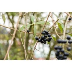 Liguster Grün Höhe Ca. 60 - 80 Cm Topf Ca. 3 L Ligustrum Vulgare Atrovirens 11 Liguster Grün Höhe Ca. 60 - 80 Cm Topf Ca. 3 L Ligustrum Vulgare Atrovirens -Einhell Garten Geschaft 4374906 3358 2