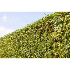 Liguster Grün Höhe Ca. 60 - 80 Cm Topf Ca. 3 L Ligustrum Vulgare Atrovirens 9 Liguster Grün Höhe Ca. 60 - 80 Cm Topf Ca. 3 L Ligustrum Vulgare Atrovirens -Einhell Garten Geschaft 4374906 3358 3