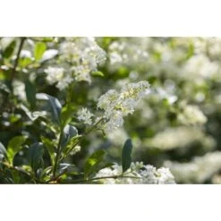 Liguster Grün Höhe Ca. 60 - 80 Cm Topf Ca. 3 L Ligustrum Vulgare Atrovirens 10 Liguster Grün Höhe Ca. 60 - 80 Cm Topf Ca. 3 L Ligustrum Vulgare Atrovirens -Einhell Garten Geschaft 4374906 3358 4