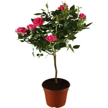 Rosen Stamm Höhe Ca. 60 - 80 Cm Topf-Ø Ca. 2 L Rosa Hybride 3 Rosen Stamm Höhe Ca. 60 - 80 Cm Topf-Ø Ca. 2 L Rosa Hybride