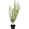 Liguster "Atrovirens" Höhe Ca. 80 - 100 Cm Topf Ca. 7,5 L Ligustrum Vulgare -Einhell Garten Geschaft 4941407 3358 1