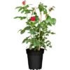Edelrose Rot Lizenz Höhe Ca. 20 - 30 Cm Topf Ca. 3 L Rosa Hybride -Einhell Garten Geschaft 575732 3358 1