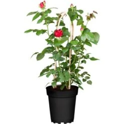 Edelrose Rot Lizenz Höhe Ca. 20 - 30 Cm Topf Ca. 3 L Rosa Hybride