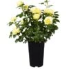 Edelrose Gelb Lizenz Höhe Ca. 20 - 30 Cm Topf Ca. 3 L Rosa Hybride
