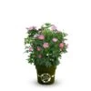 OBI Strauchrose "Rosy Boom ®" Wildlife Rosa Höhe Ca. 20 - 30 Cm Topf Ca. 6 L -Einhell Garten Geschaft 5757745 3358 1