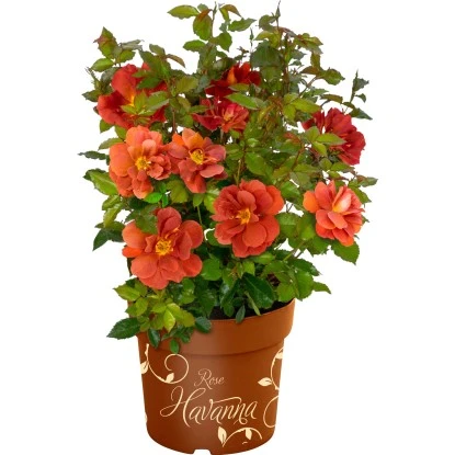 GROW By OBI Beetrose "Espresso" Orange Höhe Ca. 20 - 30 Cm Topf Ca. 4,6 L 3 GROW By OBI Beetrose "Espresso" Orange Höhe Ca. 20 - 30 Cm Topf Ca. 4,6 L