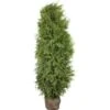 Lebensbaum "Brabant" Set à 45 Stück Höhe Ca. 80 - 100 Cm Ballenware Thuja -Einhell Garten Geschaft 5762216 3358 1