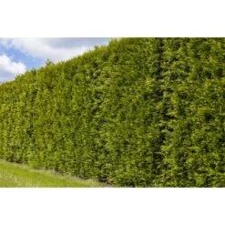 Lebensbaum "Smaragd" Set à 30 Stück Höhe Ca. 100 - 120 Cm Ballenware Thuja -Einhell Garten Geschaft 5762539 3358 3