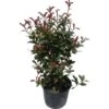 GROW By OBI Glanzmispel "Carré Rouge" Höhe Ca. 60 - 80 Cm Topf Ca. 15 L Photinia -Einhell Garten Geschaft 595438 4104 1
