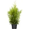 OBI Lebensbaum "Brabant" Höhe Ca. 140 - 160 Cm Topf Ca. 30 L Thuja -Einhell Garten Geschaft 60 cm topf ca 30 l thuja 1