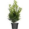 OBI Stechpalme "Blue Prince" Höhe Ca. 50 - 60 Cm Topf Ca. 5 L Ilex Meserveae -Einhell Garten Geschaft 6499727 3358 1