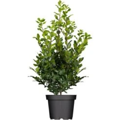 OBI Stechpalme "Blue Prince" Höhe Ca. 50 - 60 Cm Topf Ca. 5 L Ilex Meserveae