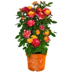 GROW By OBI Rose Gelb-Pink "Planters Punch" Höhe Ca. 20 - 30 Cm Topf Ca. 6 L