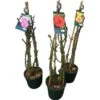 Kletterrose "Courtyard Gestäbt" Höhe Ca. 20 - 30 Cm Topf Ca. 4 L Rosa Hybride 1 Kletterrose "Courtyard Gestäbt" Höhe Ca. 20 - 30 Cm Topf Ca. 4 L Rosa Hybride -Einhell Garten Geschaft 674271 3358 1