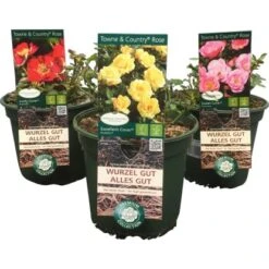 Rose "Town And Country" Höhe Ca. 20 - 30 Cm Topf Ca. 3 L Rosa Hybride