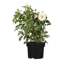 Beetrose Weiß Höhe Ca. 20 - 30 Cm Topf Ca. 4,6 L Rosa Hybride