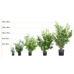 Kirschlorbeer "Caucasica" Höhe Ca. 60 - 80 Cm Topf Ca. 5 LPrunus 10 Kirschlorbeer "Caucasica" Höhe Ca. 60 - 80 Cm Topf Ca. 5 LPrunus -Einhell Garten Geschaft 72246 3358 kirschlorbeer 3 22