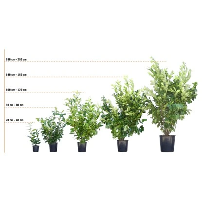 Rotbuche Set à 40 Stück Höhe Ca. 125 - 150 Cm Topf Ca. 5 L Fagus Sylvatica 7 Rotbuche Set à 40 Stück Höhe Ca. 125 - 150 Cm Topf Ca. 5 L Fagus Sylvatica – Bild 5