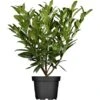OBI Kirschlorbeer "Herbergii" Höhe Ca. 80 - 100 Cm Topf Ca. 7,5 L Prunus