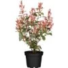 Glanzmispel "Carré Rouge" Höhe Ca. 40 - 60 Cm Topf Ca. 5 L Photinia Fraseri -Einhell Garten Geschaft 821318 3026 01