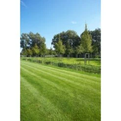 Kiepenkerl Saatgut RSM 2.3 Gebrauchsrasen - Spielrasen 10 Kg Für 250 M² -Einhell Garten Geschaft 826577 4161 1