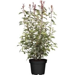 Glanzmispel "Red Robin" Set à 30 Stück Höhe Ca. 125 - 150 Cm Topf Ca. 18,5 L