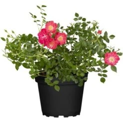 Rose "Bees Birds Butterflies" Höhe Ca. 20 - 30 Cm Topf Ca. 3 L