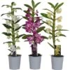 Bambus-Orchidee Sortiert H Ca. 45-60 Cm Topf-Ø Ca. 12 Cm Dendrobium Nobile