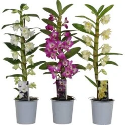 Bambus-Orchidee Sortiert H Ca. 45-60 Cm Topf-Ø Ca. 12 Cm Dendrobium Nobile