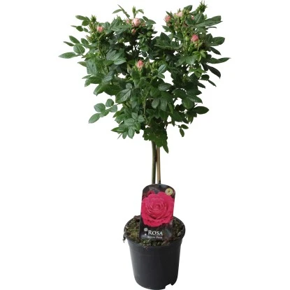 Fußstammrose Rosa Höhe Ca. 70 - 80 Cm Topf Ca. 2 L 3 Fußstammrose Rosa Höhe Ca. 70 - 80 Cm Topf Ca. 2 L