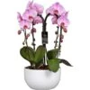Schmetterlingsorchidee 4-Trieber Weiß In Keramik Topf-Ø Ca. 25 Cm 1 Schmetterlingsorchidee 4-Trieber Weiß In Keramik Topf-Ø Ca. 25 Cm -Einhell Garten Geschaft 8719194106727 4883 1