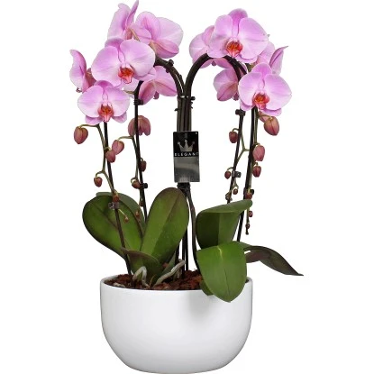Schmetterlingsorchidee 4-Trieber Weiß In Keramik Topf-Ø Ca. 25 Cm 3 Schmetterlingsorchidee 4-Trieber Weiß In Keramik Topf-Ø Ca. 25 Cm
