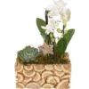 Weihnachtsarrangement Mit Orchideen Im Holz-Gefäß Topf-Ø Ca. 23 Cm -Einhell Garten Geschaft 8719194143722 4883 1