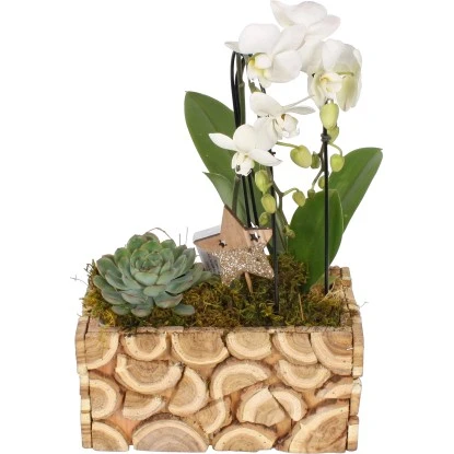 Weihnachtsarrangement Mit Orchideen Im Holz-Gefäß Topf-Ø Ca. 23 Cm 3 Weihnachtsarrangement Mit Orchideen Im Holz-Gefäß Topf-Ø Ca. 23 Cm