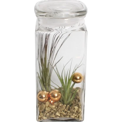 Tillandsien-Arrangement Im Vorratsglas Topf-Ø Ca. 19 Cm 3 Tillandsien-Arrangement Im Vorratsglas Topf-Ø Ca. 19 Cm
