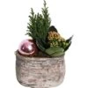 Weihnachsarrangement Mit Flammendem Käthchen Im Beton-Gefäß Topf-Ø Ca. 14 Cm -Einhell Garten Geschaft 8719194143784 4883 1