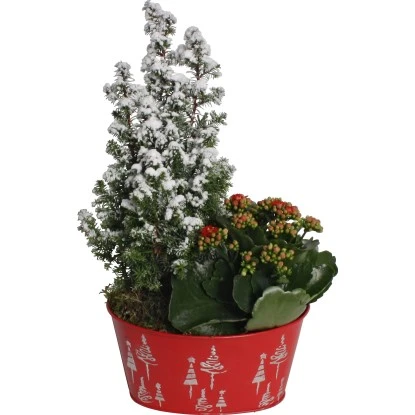 Weihnachtsarrangement Im Zink-Gefäß Topf-Ø Ca. 19 Cm 3 Weihnachtsarrangement Im Zink-Gefäß Topf-Ø Ca. 19 Cm