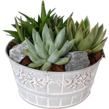 Sukkulenten-Arrangement Im Keramik-Gefäß Topf-Ø Ca. 18 Cm 3 Sukkulenten-Arrangement Im Keramik-Gefäß Topf-Ø Ca. 18 Cm