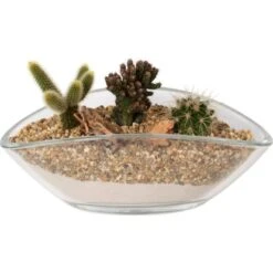 Kaktus-Arrangement Im Glas-Gefäß Topf-Ø Ca. 26 Cm