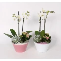 Orchideen-Arrangement Im Keramik-Gefäß Topf-Ø Ca. 18 Cm -Einhell Garten Geschaft 8719194193994 4883 3