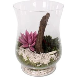 Grünpflanzen-Arrangement Im Glas-Gefäß Topf-Ø Ca. 20 Cm