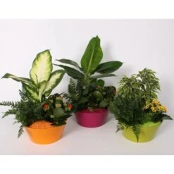 Arrangement Blüh- Und Grünpflanzen Im Farbigen Keramik-Gefäß Topf-Ø Ca. 22 Cm -Einhell Garten Geschaft 8719194194267 4883 4