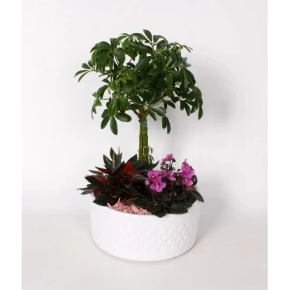 Arrangement Mit Rasierpinselbaum Topf-Ø Ca. 22 Cm 3 Arrangement Mit Rasierpinselbaum Topf-Ø Ca. 22 Cm