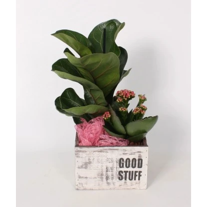 Arrangement Mit Geigenfeige Im Holz-Gefäß Topf-Ø Ca. 15 Cm 3 Arrangement Mit Geigenfeige Im Holz-Gefäß Topf-Ø Ca. 15 Cm