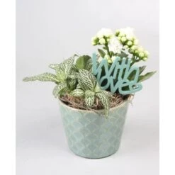 Arrangement Mit Flammendem Käthchen Topf-Ø Ca. 11 Cm -Einhell Garten Geschaft 8719194197992 4883 3