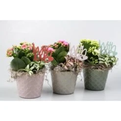 Arrangement Mit Flammendem Käthchen Topf-Ø Ca. 11 Cm -Einhell Garten Geschaft 8719194197992 4883 4