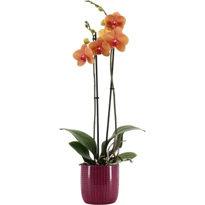 Schmetterlingsorchidee 2-Trieber Vers. Farben Im Keramik-Gefäß Topf Ø Ca. 12 Cm 3 Schmetterlingsorchidee 2-Trieber Vers. Farben Im Keramik-Gefäß Topf Ø Ca. 12 Cm