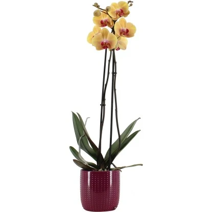 Schmetterlingsorchidee 2-Trieber Vers. Farben Im Keramik-Gefäß Topf Ø Ca. 12 Cm 4 Schmetterlingsorchidee 2-Trieber Vers. Farben Im Keramik-Gefäß Topf Ø Ca. 12 Cm – Bild 2